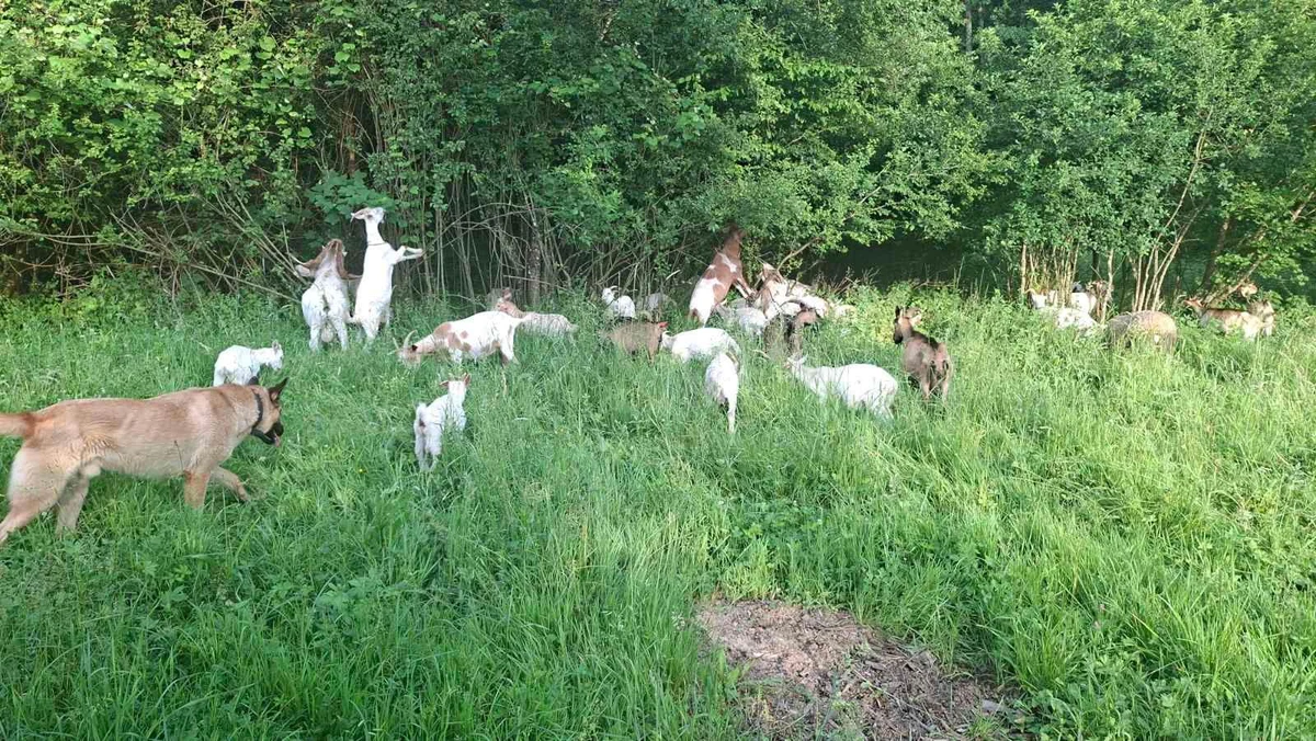 Kozji i ovčji sirevi